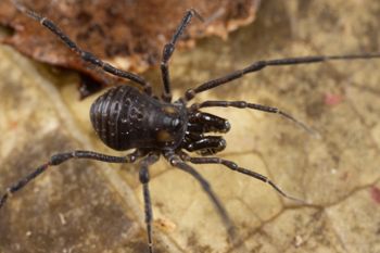 Media type: image;   Invertebrate Zoology 168084 Description: Digital photograph of specimen in life.;